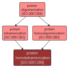 GO:0051289 - protein homotetramerization (interactive image map)