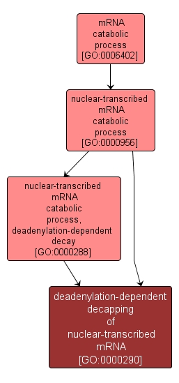 GO:0000290 - deadenylation-dependent decapping of nuclear-transcribed mRNA (interactive image map)