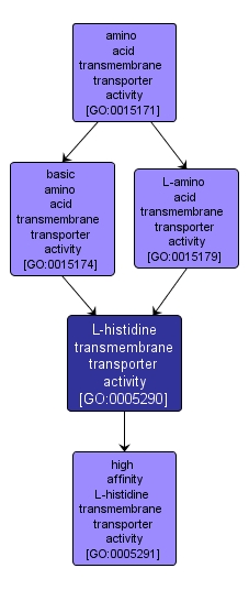 GO:0005290 - L-histidine transmembrane transporter activity (interactive image map)