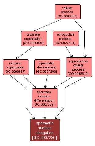 GO:0007290 - spermatid nucleus elongation (interactive image map)