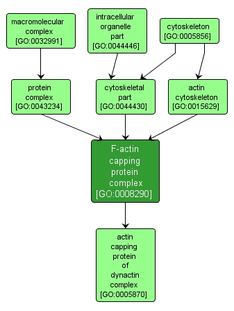 GO:0008290 - F-actin capping protein complex (interactive image map)