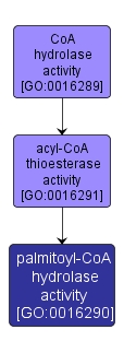 GO:0016290 - palmitoyl-CoA hydrolase activity (interactive image map)