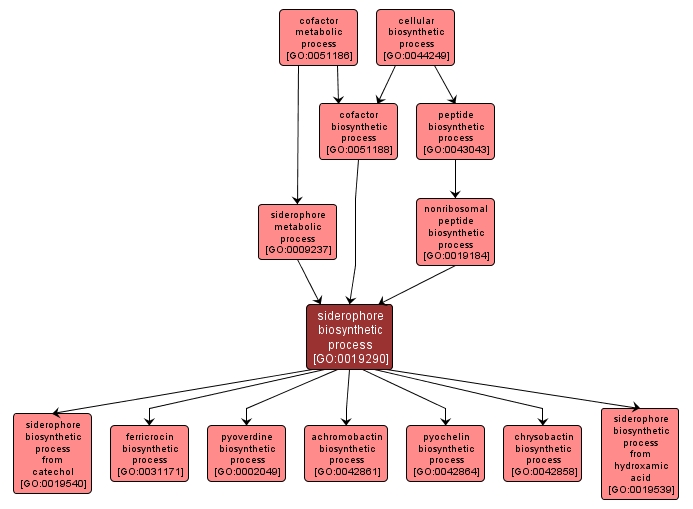 GO:0019290 - siderophore biosynthetic process (interactive image map)