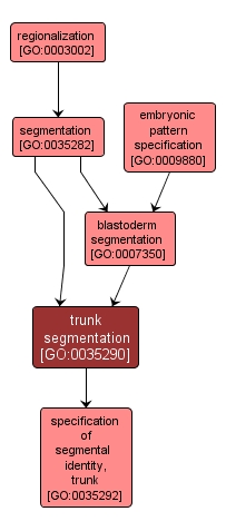 GO:0035290 - trunk segmentation (interactive image map)