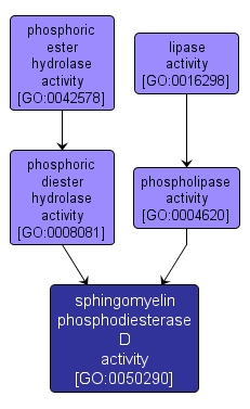 GO:0050290 - sphingomyelin phosphodiesterase D activity (interactive image map)