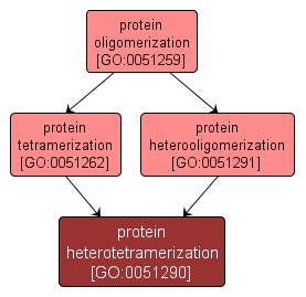 GO:0051290 - protein heterotetramerization (interactive image map)