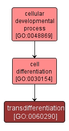 GO:0060290 - transdifferentiation (interactive image map)
