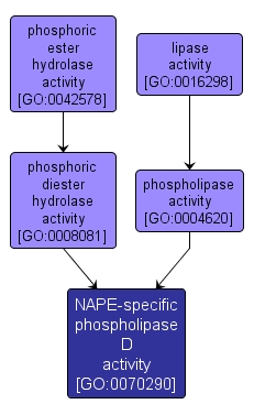 GO:0070290 - NAPE-specific phospholipase D activity (interactive image map)