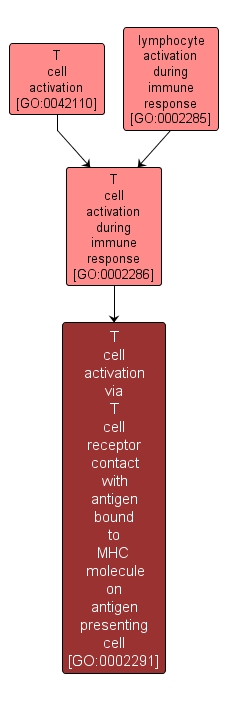 GO:0002291 - T cell activation via T cell receptor contact with antigen bound to MHC molecule on antigen presenting cell (interactive image map)