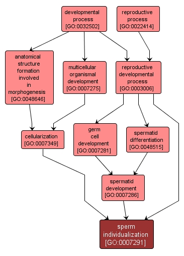 GO:0007291 - sperm individualization (interactive image map)