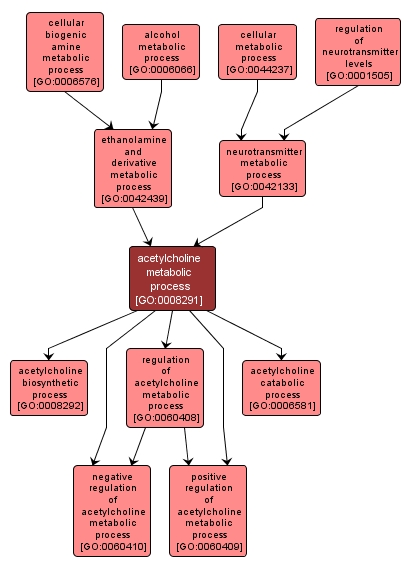 GO:0008291 - acetylcholine metabolic process (interactive image map)