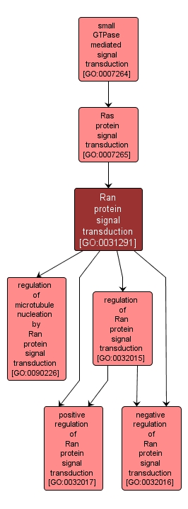 GO:0031291 - Ran protein signal transduction (interactive image map)