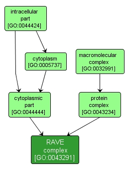 GO:0043291 - RAVE complex (interactive image map)