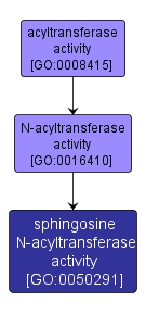 GO:0050291 - sphingosine N-acyltransferase activity (interactive image map)