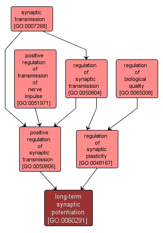 GO:0060291 - long-term synaptic potentiation (interactive image map)