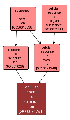 GO:0071291 - cellular response to selenium ion (interactive image map)