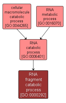 GO:0000292 - RNA fragment catabolic process (interactive image map)