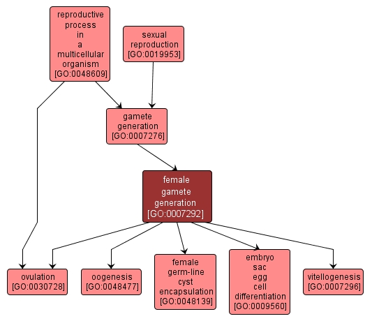 GO:0007292 - female gamete generation (interactive image map)