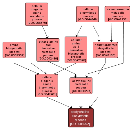 GO:0008292 - acetylcholine biosynthetic process (interactive image map)