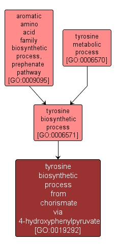 GO:0019292 - tyrosine biosynthetic process from chorismate via 4-hydroxyphenylpyruvate (interactive image map)