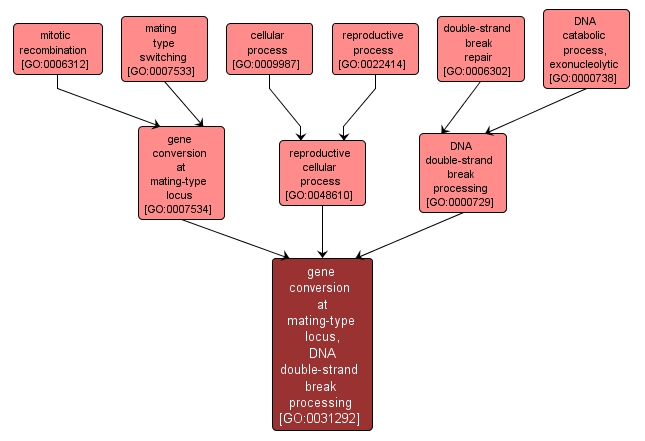 GO:0031292 - gene conversion at mating-type locus, DNA double-strand break processing (interactive image map)