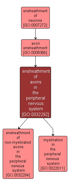 GO:0032292 - ensheathment of axons in the peripheral nervous system (interactive image map)