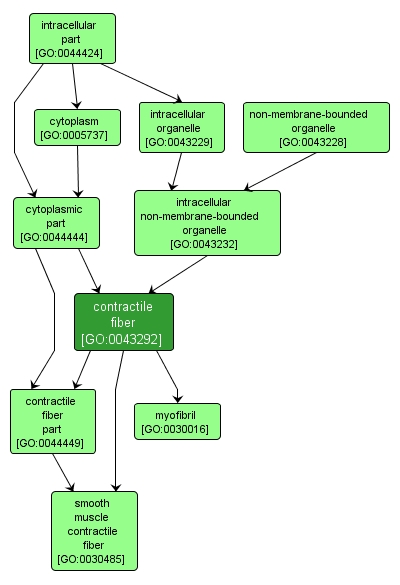 GO:0043292 - contractile fiber (interactive image map)