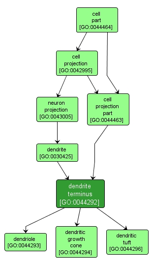 GO:0044292 - dendrite terminus (interactive image map)