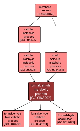 GO:0046292 - formaldehyde metabolic process (interactive image map)