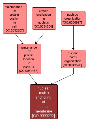 GO:0090292 - nuclear matrix anchoring at nuclear membrane (interactive image map)