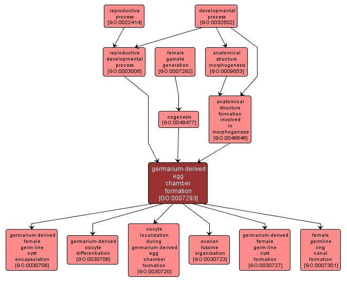 GO:0007293 - germarium-derived egg chamber formation (interactive image map)