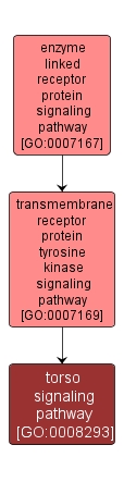 GO:0008293 - torso signaling pathway (interactive image map)