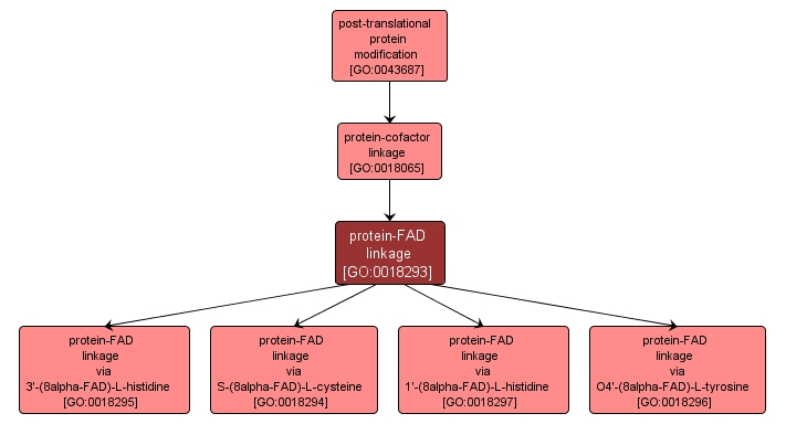 GO:0018293 - protein-FAD linkage (interactive image map)