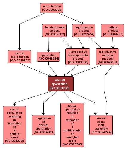 GO:0034293 - sexual sporulation (interactive image map)