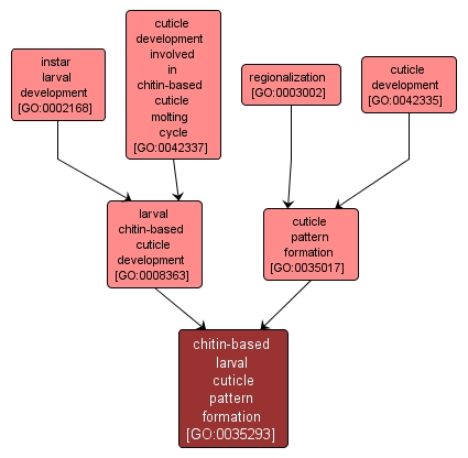 GO:0035293 - chitin-based larval cuticle pattern formation (interactive image map)