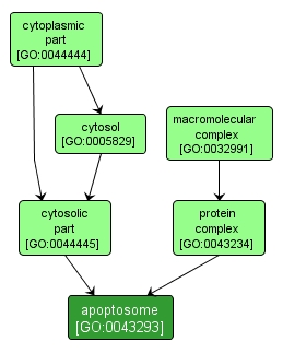 GO:0043293 - apoptosome (interactive image map)