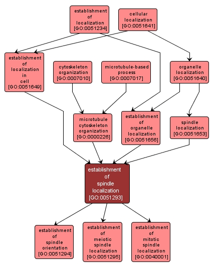 GO:0051293 - establishment of spindle localization (interactive image map)