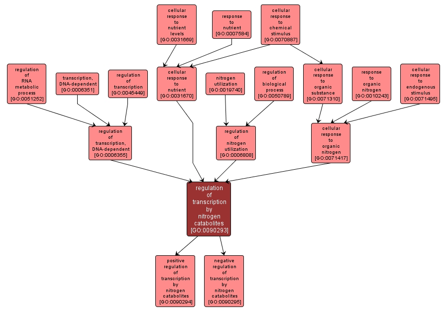 GO:0090293 - regulation of transcription by nitrogen catabolites (interactive image map)