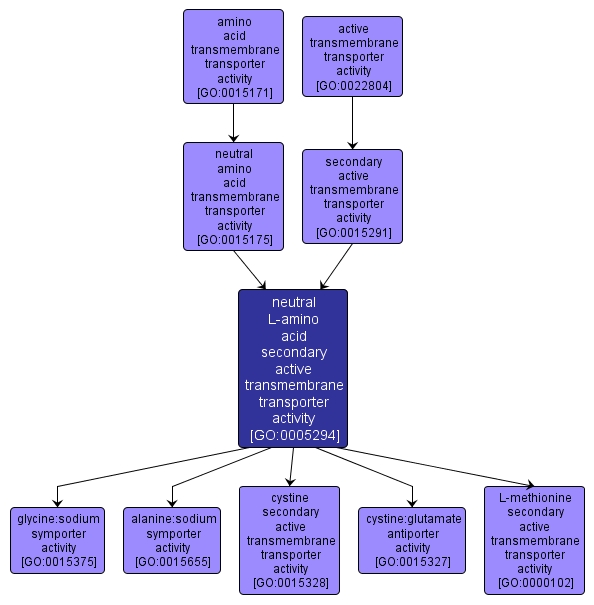GO:0005294 - neutral L-amino acid secondary active transmembrane transporter activity (interactive image map)