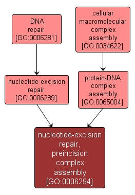GO:0006294 - nucleotide-excision repair, preincision complex assembly (interactive image map)