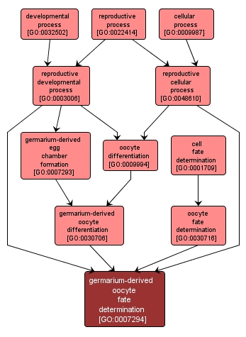 GO:0007294 - germarium-derived oocyte fate determination (interactive image map)