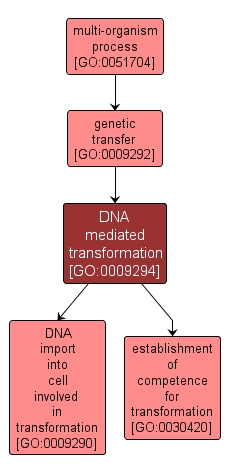 GO:0009294 - DNA mediated transformation (interactive image map)