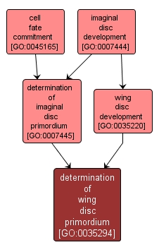 GO:0035294 - determination of wing disc primordium (interactive image map)