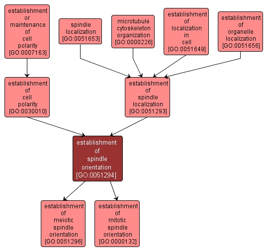 GO:0051294 - establishment of spindle orientation (interactive image map)