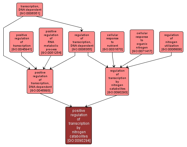 GO:0090294 - positive regulation of transcription by nitrogen catabolites (interactive image map)