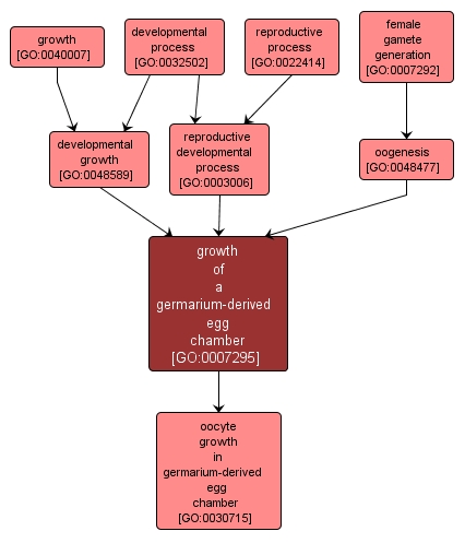 GO:0007295 - growth of a germarium-derived egg chamber (interactive image map)