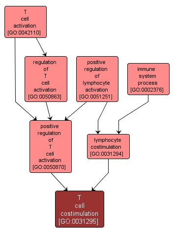 GO:0031295 - T cell costimulation (interactive image map)