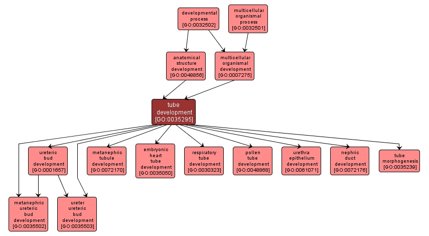 GO:0035295 - tube development (interactive image map)