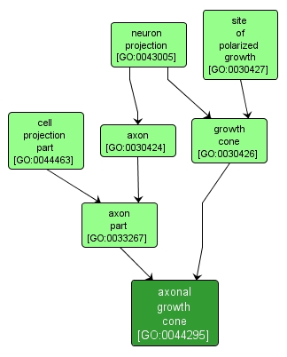 GO:0044295 - axonal growth cone (interactive image map)