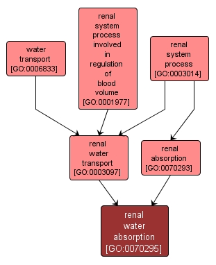 GO:0070295 - renal water absorption (interactive image map)